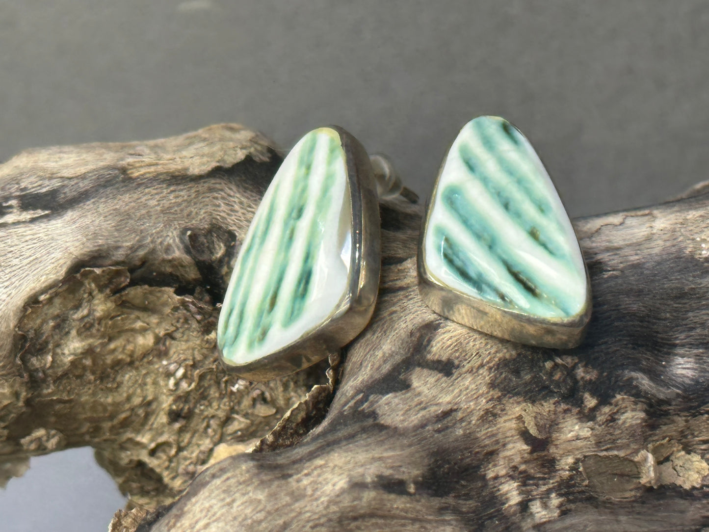 Turbo shell earrings